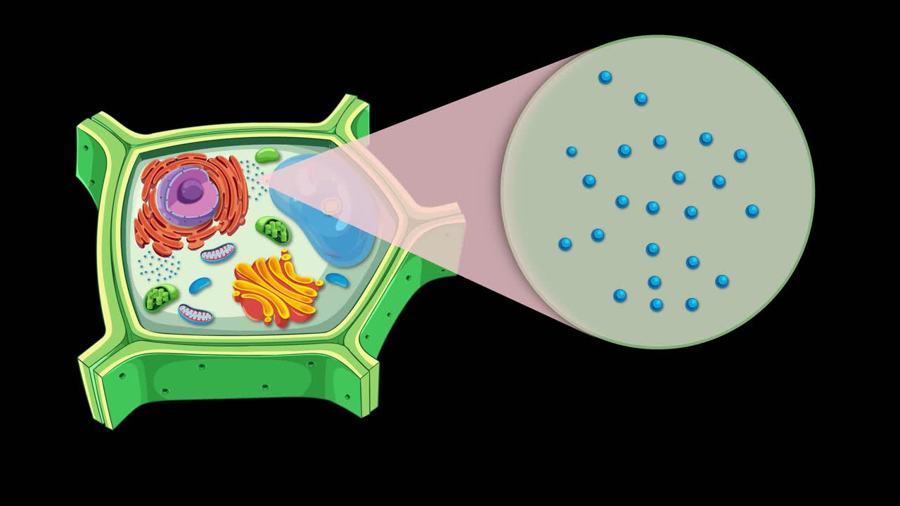 Animation illustrating plant cell anatomy, focusing on ribosomes with zoom transitions and vibrant colors on a black background
