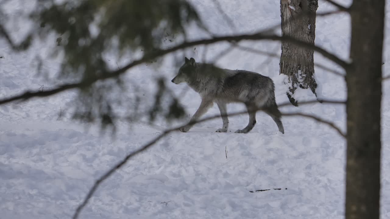 grey wolf walking through winter forest weary of camera