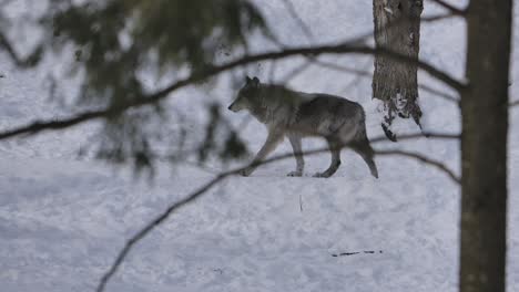 Grauer-Wolf,-Der-Müde-Von-Der-Kamera-Durch-Den-Winterwald-Geht