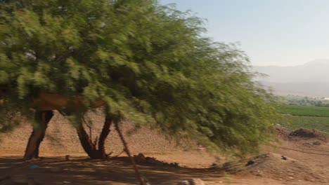 Vorbei-An-Ländlicher-Landschaft-Blick-Auf-Landwirtschaftliche-Bauernhöfe,-Die-Obst-Und-Gemüse-In-Der-Nähe-Des-Toten-Meeres-In-Jordanien-Anbauen