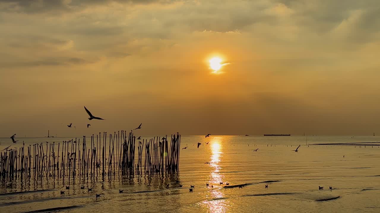 Seagulls glide over a serene sea during a golden sunset, with reflections shimmering on the water's surface