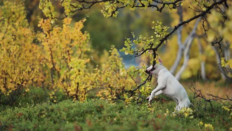 a small white terrier dog enthusiastically biting and tugging the birch tree branch