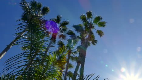 panning footage from the sun to palm trees and tropical foliage