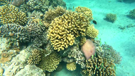 sham el sheikh shoal coral reef of the underwater in hurgada