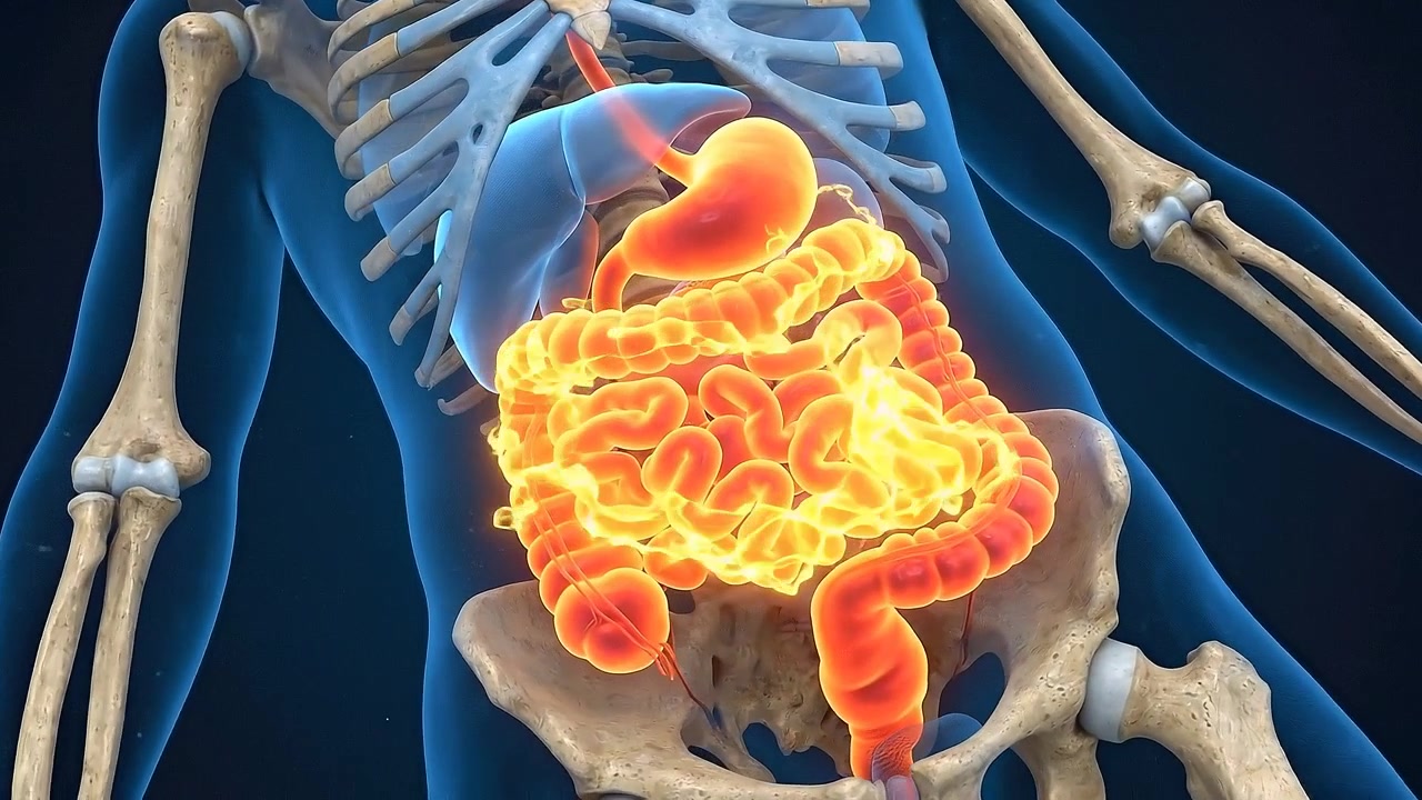 3D Medical Animation of Human Digestive System Function