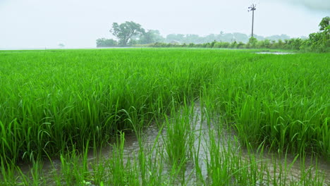 Plántulas-De-Arroz-Verde-Inundadas-De-Agua-Durante-La-Temporada-De-Lluvias