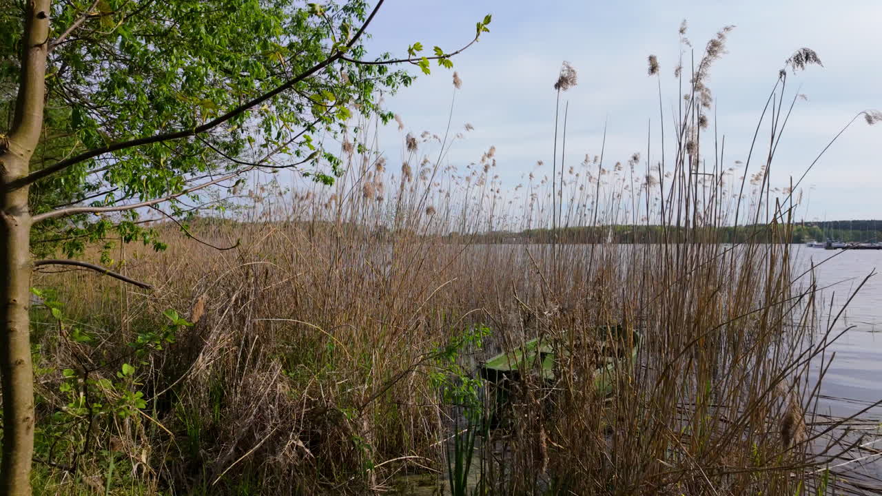 altas cañas que crecen a lo largo de la orilla del lago ukiel en olsztyn, con una vista a través de la vegetación al agua y los árboles lejanos
