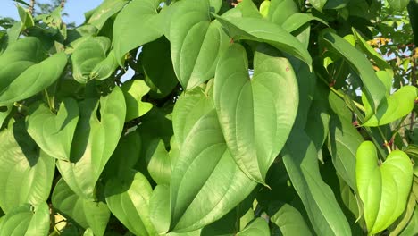 hoja de betel verde en el árbol por la mañana