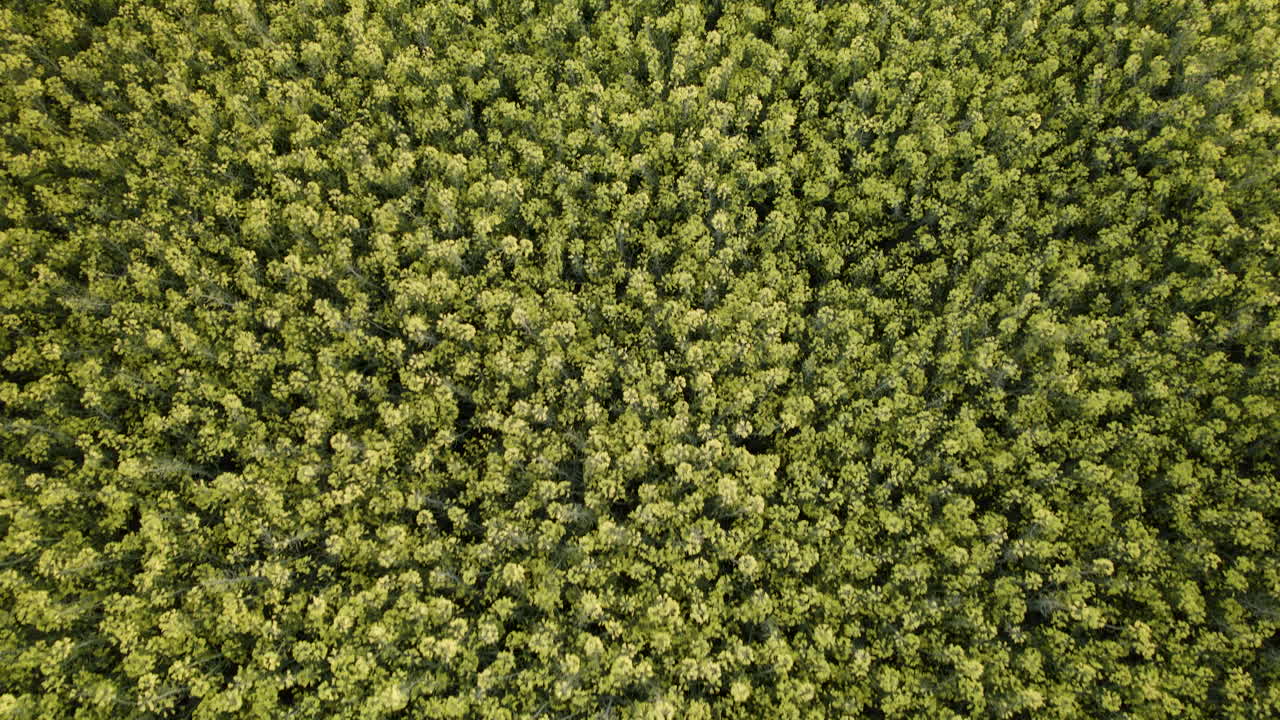 campo de colza en el pueblo