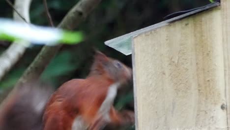 bushy tail red squirrel jumping into woodland feeding box chewing nuts and seeds, close up