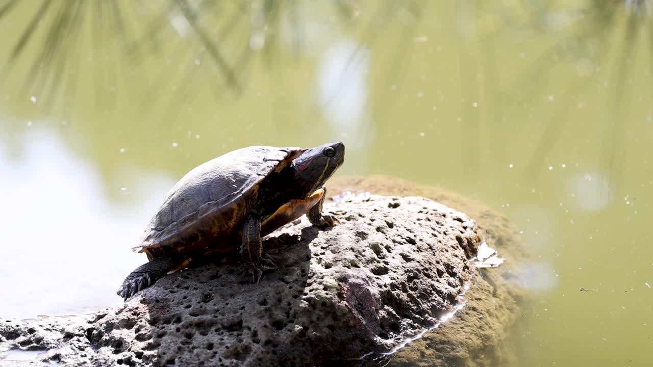 A turtle basks in sunlight, slowly moving.
