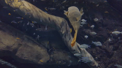 Tracking-shot-of-an-elegant-pufferfish