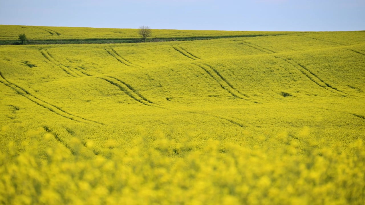 Un campo fiorito di colza su dolci colline con tracce curve di trattore, Moravia Meridionale, Repubblica Ceca