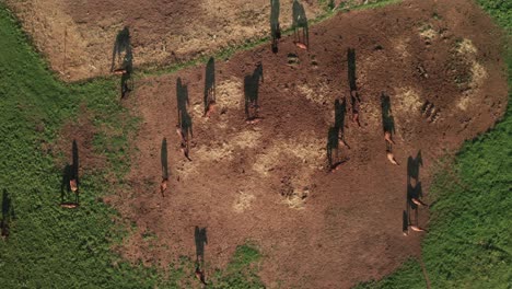 slow aerial zoom in shot of a herd of horses and their beautiful long shadows on a late summer evening