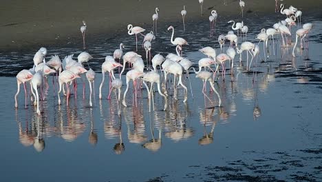 hd wildlife videos, caribbean pink flamingo at ras al khor wildlife sanctuary, a wetland reserve in dubai, united arab emirates, flamingos videos.