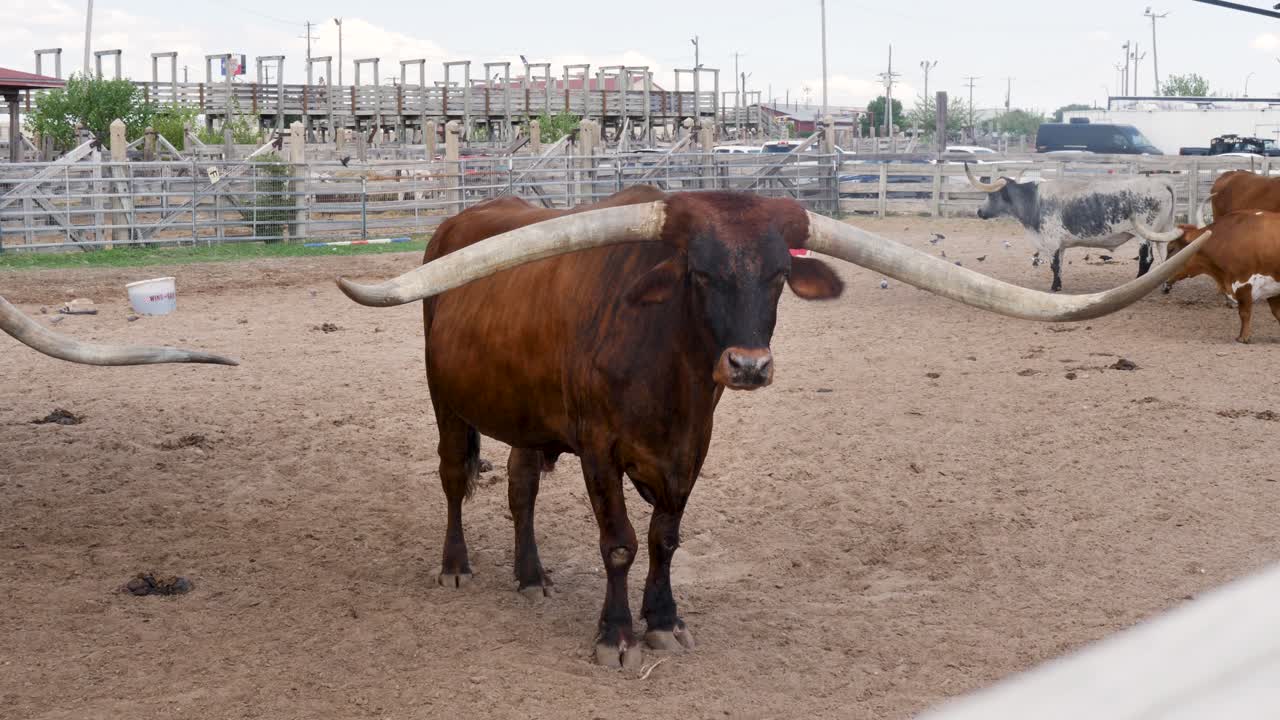 Paesaggio al rallentatore con bovini Longhorn, animali da allevamento, in piedi nel paddock delle stalle della fattoria The Stockyards, Fort Worth, Texas, Dallas, USA, America, storia, agricoltura, viaggi, turismo