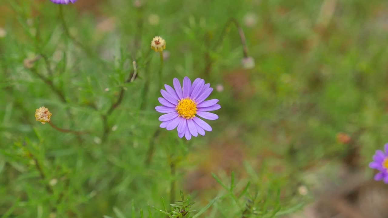 Purple daisy bush flower in field