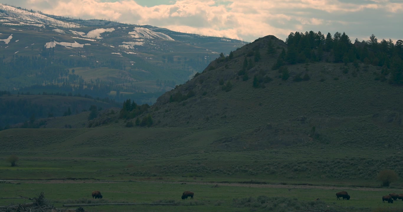 In una splendida giornata di primavera nel Parco Nazionale di Yellowstone, si possono vedere una montagna innevata, una valle imponente e una mandria di bisonti che pascolano tranquillamente