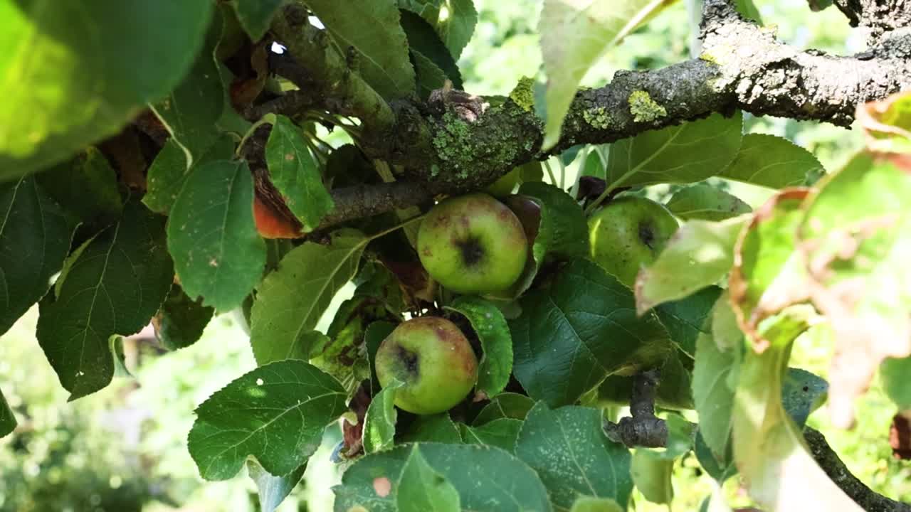 Una ripresa ravvicinata dettagliata di mele che maturano appese a rami frondosi sotto una luce solare intensa