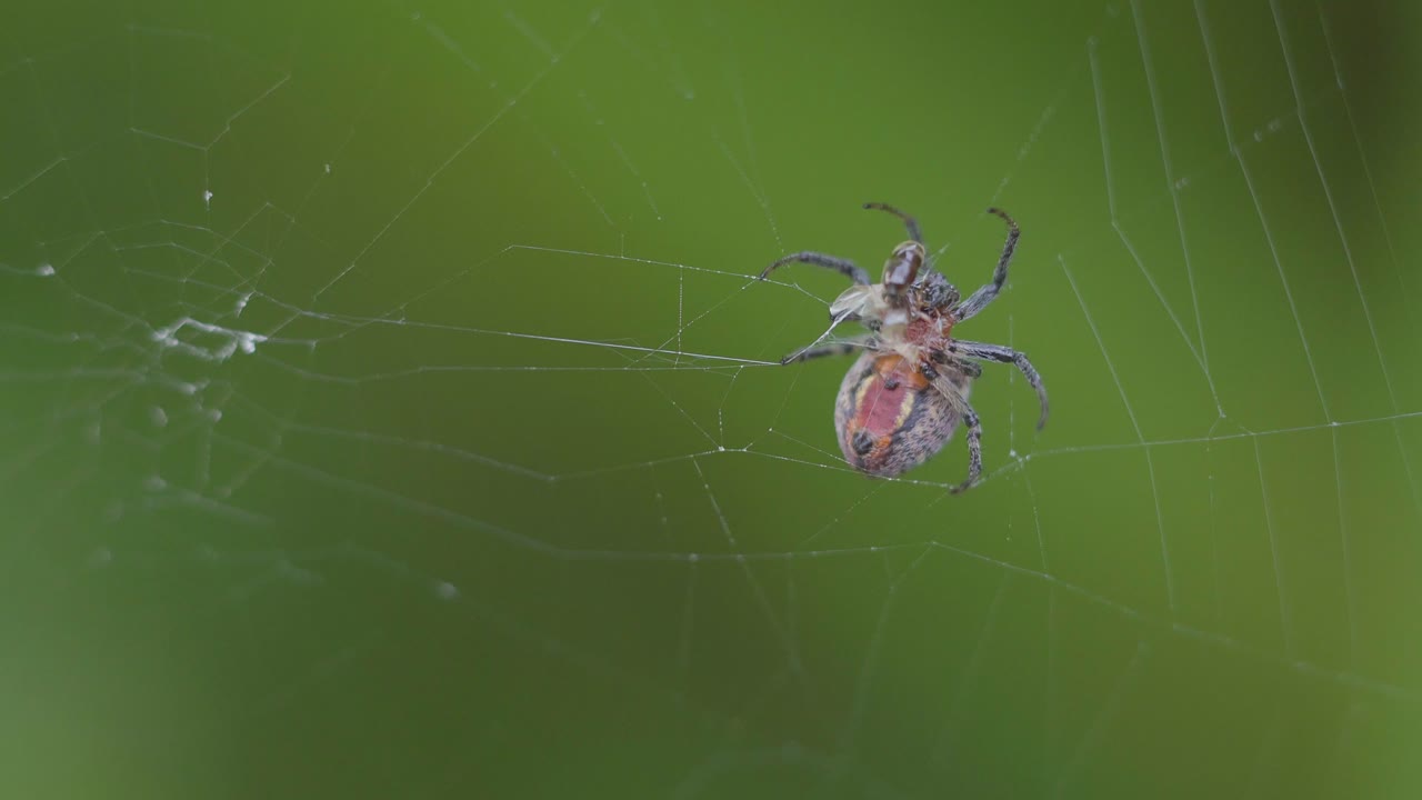 un díptero intenta en vano escapar tras ser atrapado por una araña versicolor alpaida
