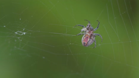 un díptero intenta en vano escapar tras ser atrapado por una araña versicolor alpaida