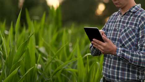 farmer using digital tablet computer in corn field modern technology application in agricultural growing activity at sunset