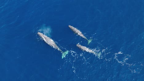 Three-sperm-whales-swim-and-exhales-explosively-at-blue-ocean-surface,-aerial