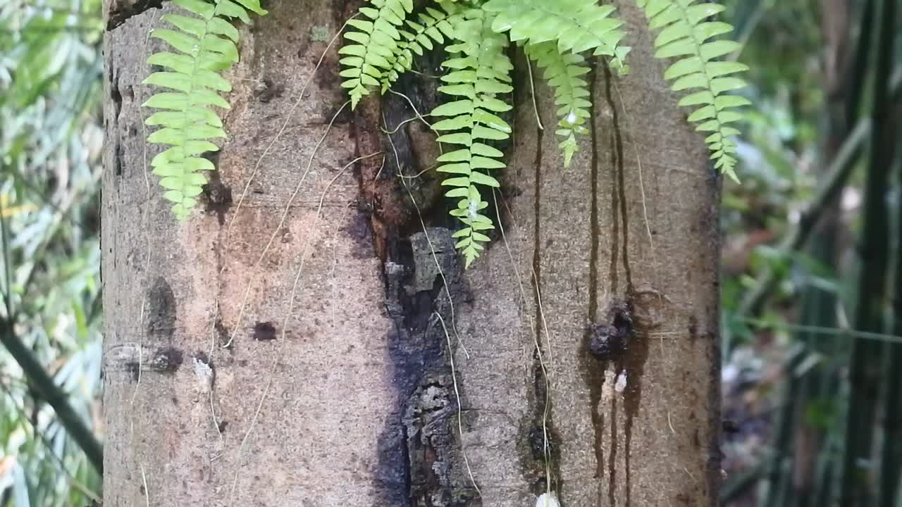 parásito de plantas silvestres se aferra al árbol