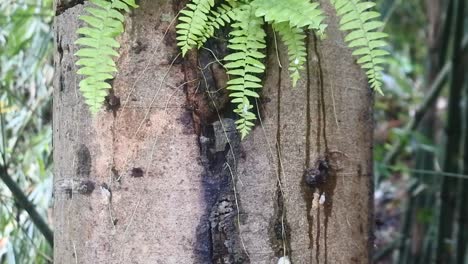 parásito de plantas silvestres se aferra al árbol