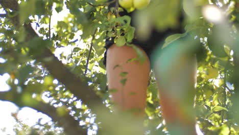 a girl in black shorts shakes apples from an apple tree