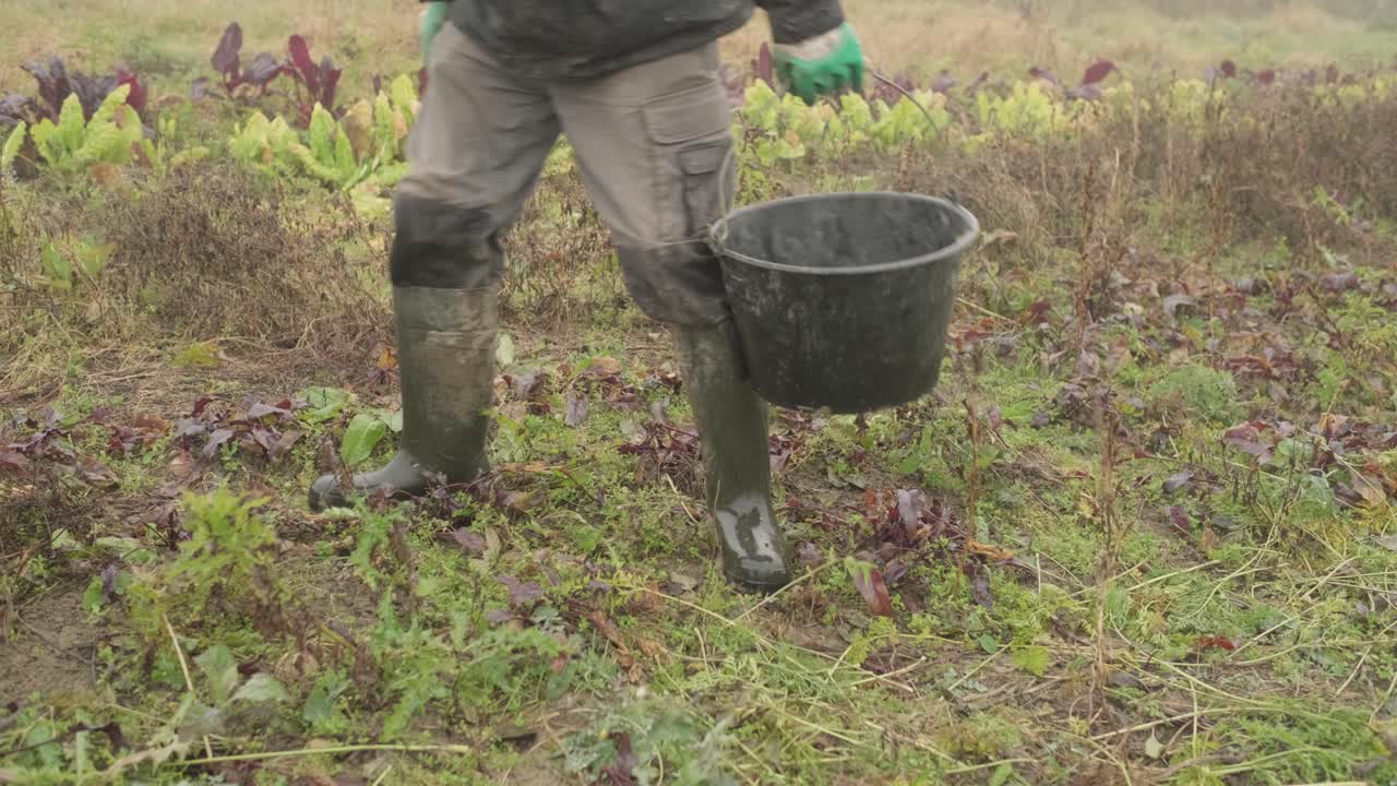 captura de pantalla de verduras frescas que se recogen durante la cosecha en una granja