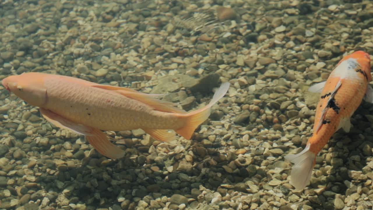 peces que nadan al azar dentro de un lago artificial y poco profundo