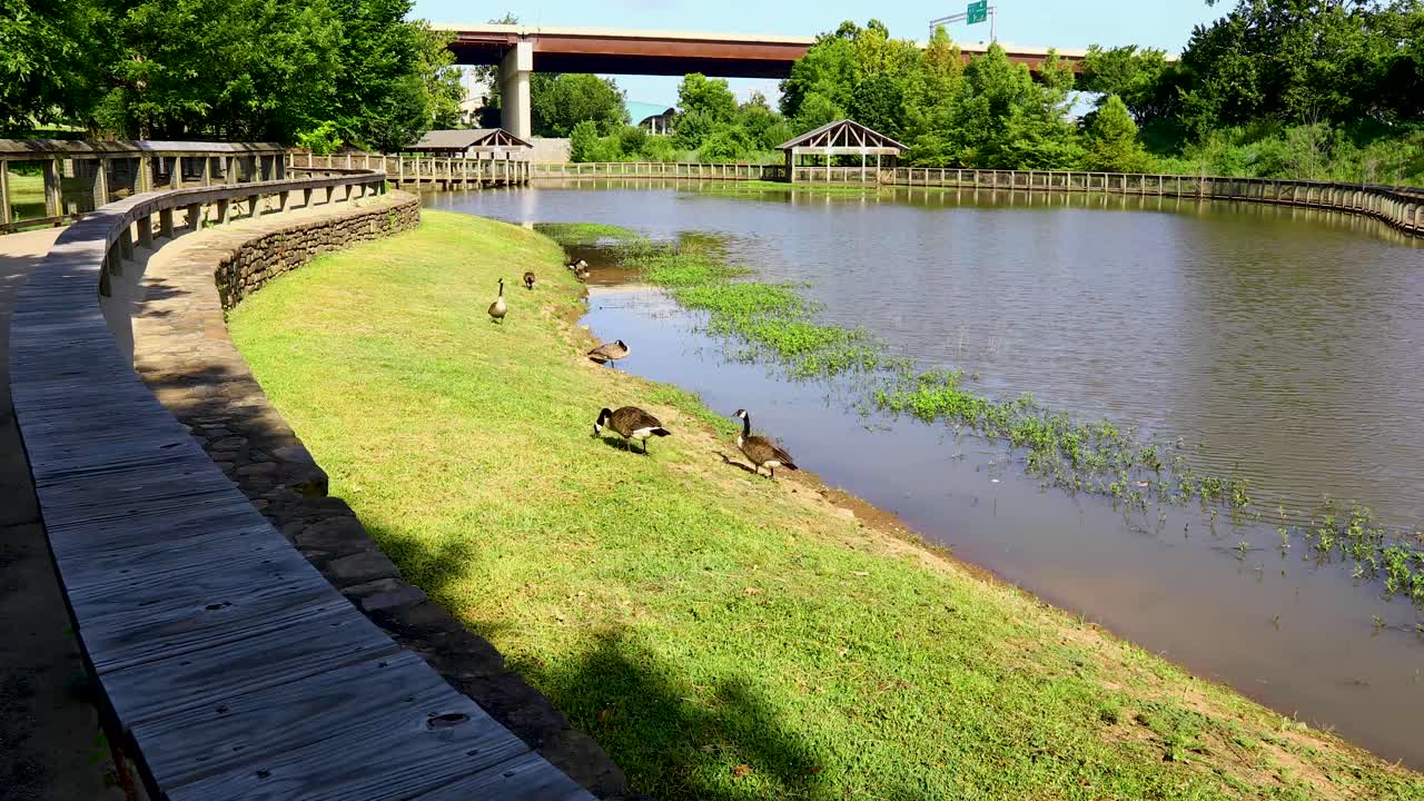 Static video of Geese in the William E. Clark Presidential Park Wetlands