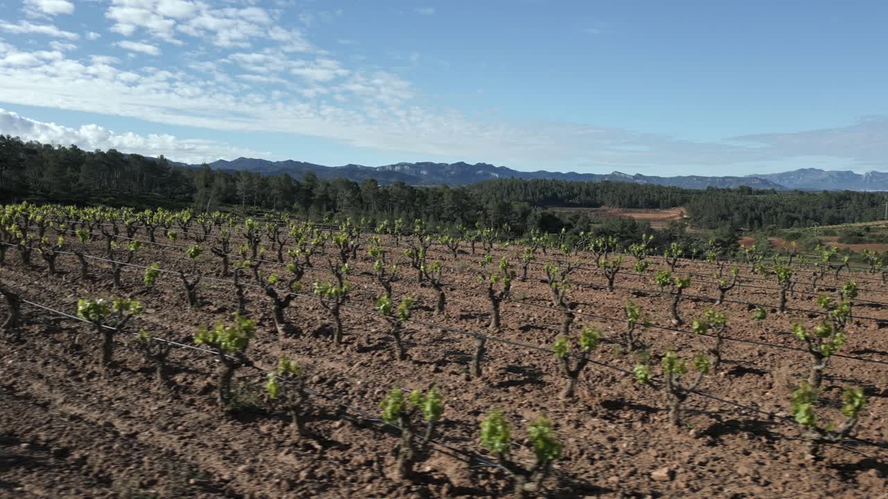Wide view of vineyards growing in the priorat region, a renowned wine producing area in catalonia, spain, showcasing the unique landscape and agricultural tradition
