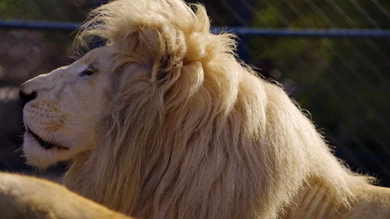 Close-up of a White Lion