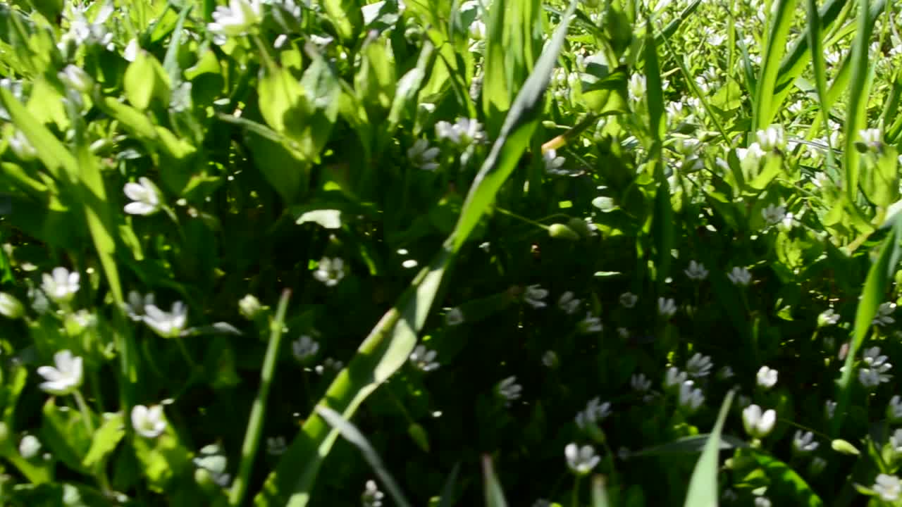 Grass in the spring. Shooting in the spring