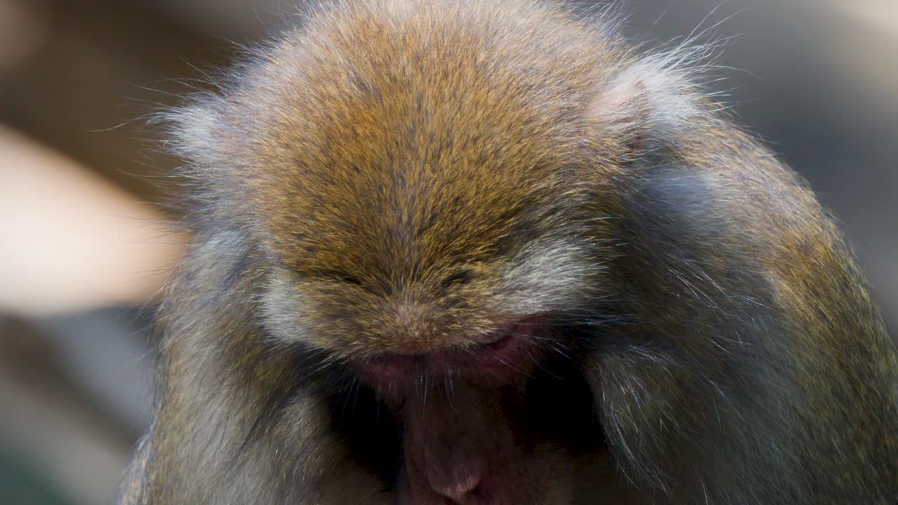 Rhesus macaque sits on log, eating fruit in daylight, close-up, natural outdoor wildlife setting