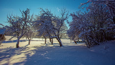 White-Clouds-in-motion-at-blue-sky-during-snowy-winter-day-with-snow-covered-trees-in-garden,time-lapse