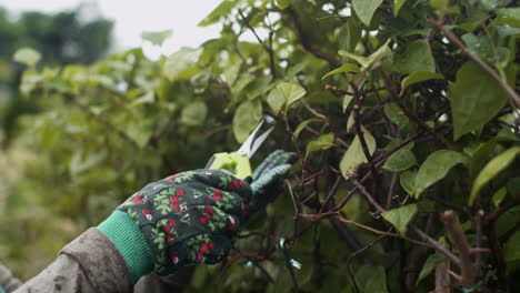 el jardinero podando ramas