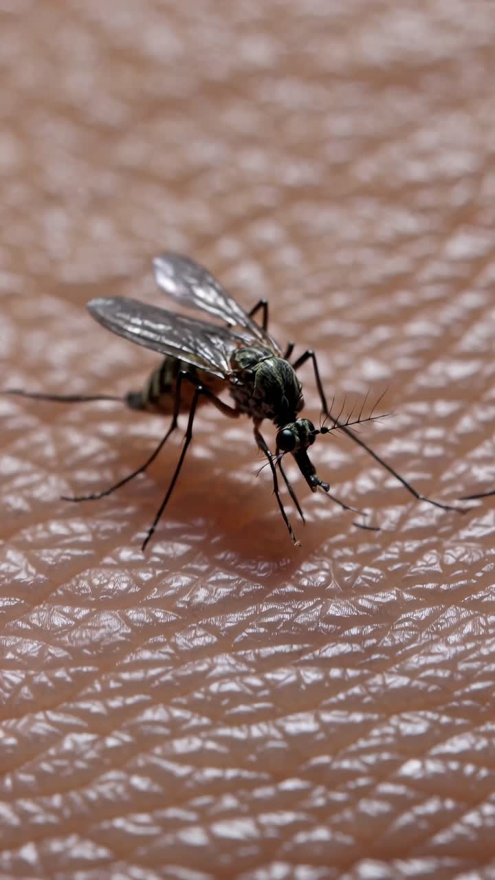 Close-up video of a mosquito on skin, showcasing detailed textures and natural lighting from a side
