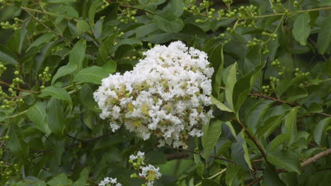 Crepe-Myrtle-tree-blooming-with-white-flowers-in-Spring