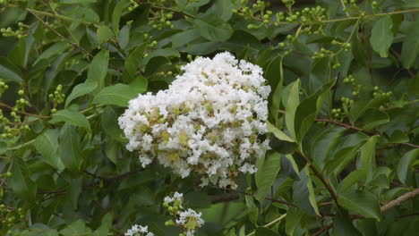 crepe myrtle tree blooming with white flowers in spring