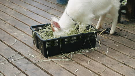 primer plano de una pequeña cabra blanca comiendo hierba de una canasta en la prefectura de miyagi en japón