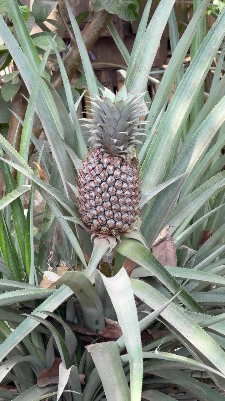 Fresh Pineapple Growing on a Plant in a Tropical Garden