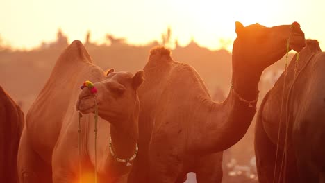 camellos en cámara lenta en la feria de pushkar, también llamada feria de camellos de pushkar o localmente como kartik mela es una feria anual de varios días de ganado y cultural que se celebra en la ciudad de pushkar rajasthan, india.