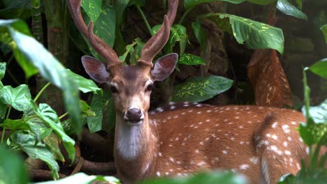 Wild-mature-male-chital-deer,-axis-axis-with-reddish-brown-fur-marked-by-white-spots-and-majestic-antlers,-seek-cover-in-dense-vegetation-for-camouflage-and-protection,-blend-in-with-the-environment