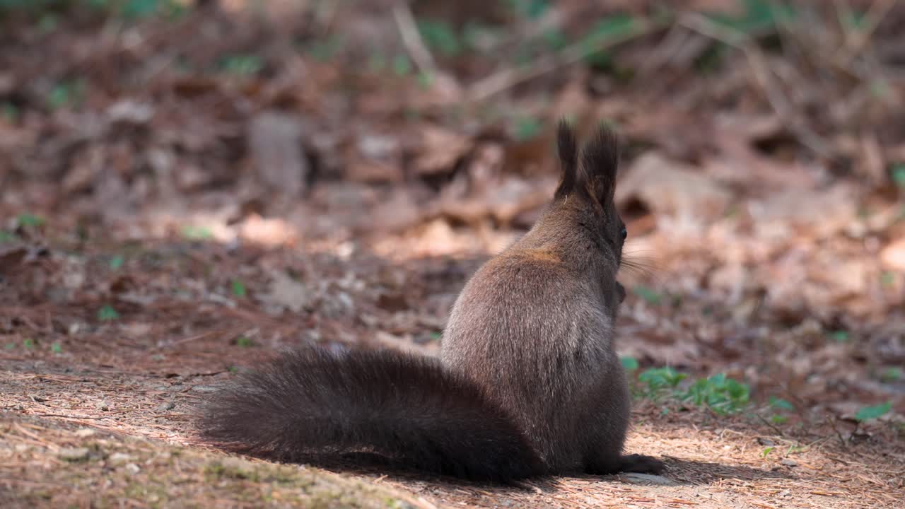 ardilla gris euroasiática comiendo nueces de pino sentada en el césped con hojas caídas - vista trasera