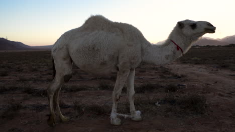 un camello de piel blanca muy hermoso come hierba en una llanura cerca del desierto en jordania.