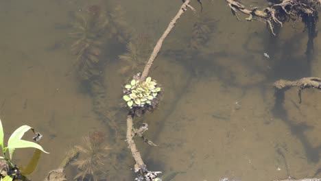 plant and branches in clear, shallow water