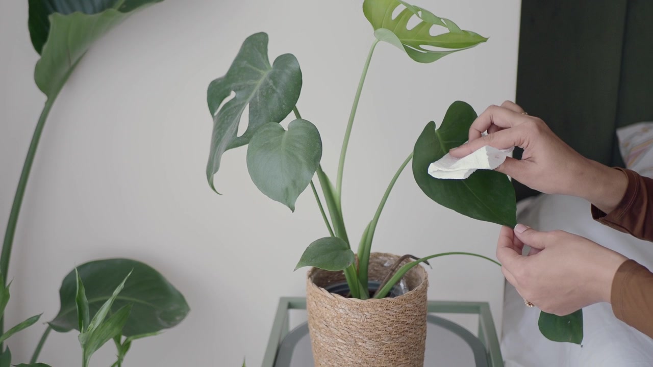 Persona che pulisce la polvere da una foglia di pianta Monstera